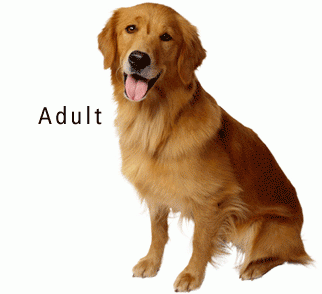 Krmivá pre dospelé psíky