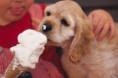 /album/fotogaleria/dog-eating-ice-cream-10022006-jpg1/