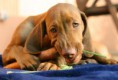/album/fotogaleria/istock-photo-of-puppy-eating-carrot-jpg1/